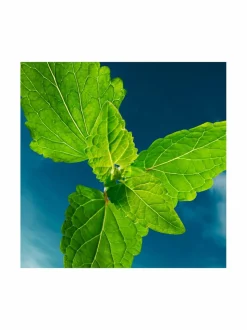 Bottled Bold Citrus EdP -tuoksu