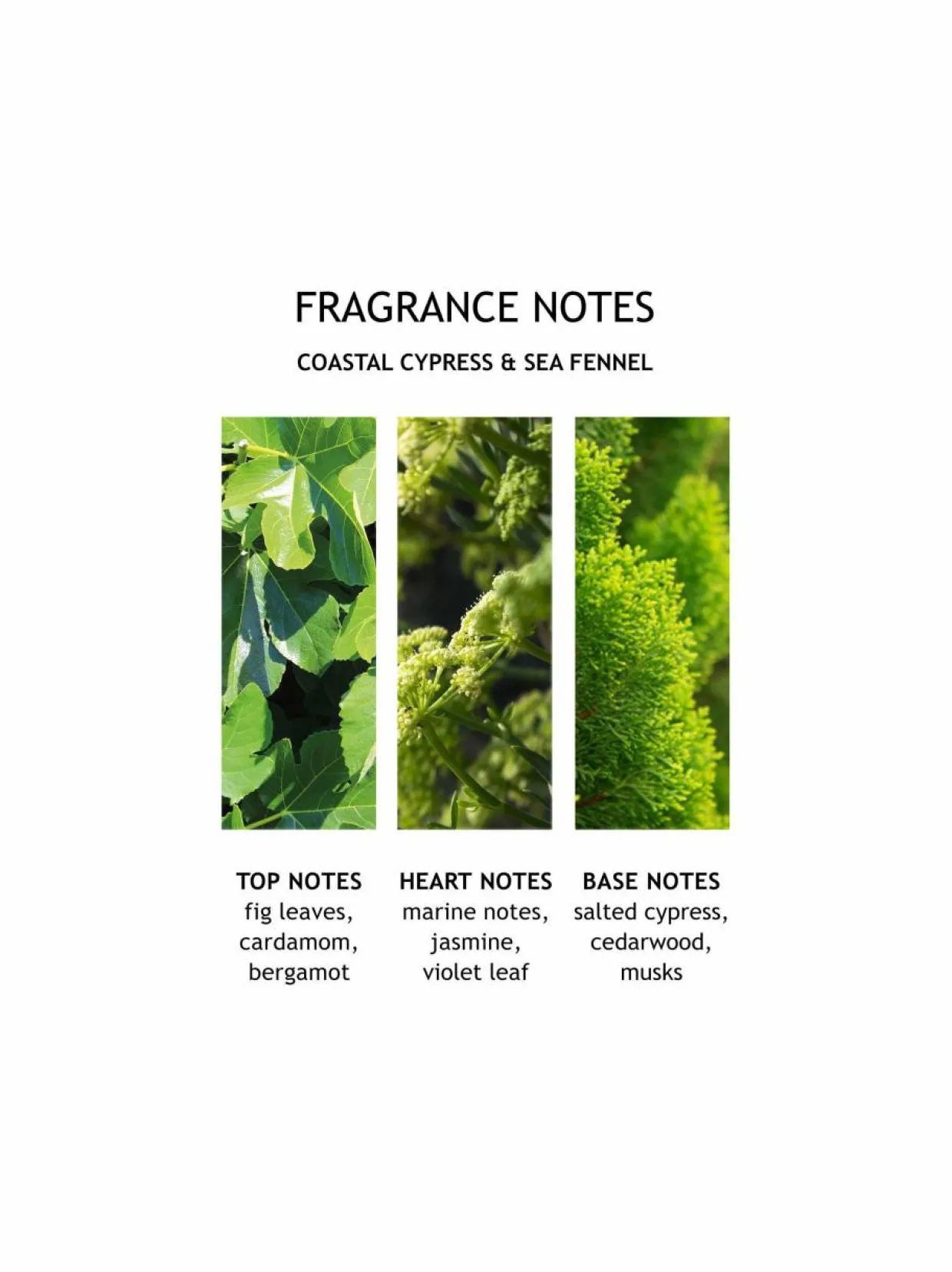 Coastal Cypress Sea Fennel Hand Lotion -käsivoide 300 ml