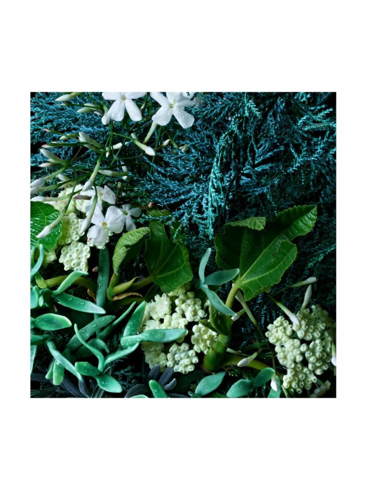 Coastal Cypress Sea Fennel Hand Lotion -käsivoide 300 ml