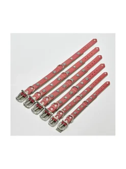 Edelweiss kaulapanta