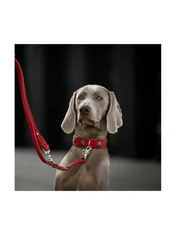 Edelweiss kaulapanta