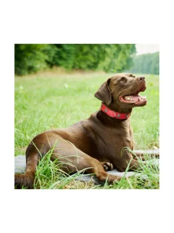 Edelweiss kaulapanta