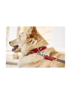 Edelweiss kaulapanta ja talutushihna