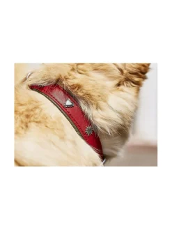 Edelweiss kaulapanta ja talutushihna