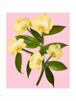 Flora Gorgeous Orchid EdP -tuoksu