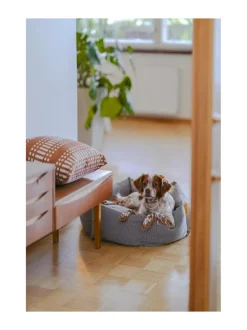 Koiranpeti Kanto x Johanna Gullichsen