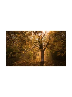 Meze Audio 109 Pro sankakuulokkeet, tumma pähkinä