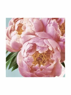 Pink Peony -servetit 33 cm, 20 kpl