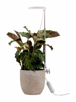 Plant Light Rose - kasvivalaisin 10W/735 290 lm USB