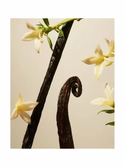 Private Collection Suede Vanilla -pakkaus