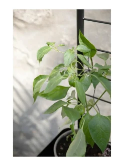 Simply Grow tuki kasvilaatikoihin