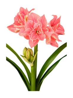 Sweet Nymph Amaryllis -kukkasipuli